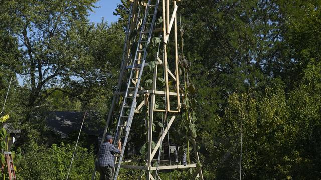Ukrainian immigrant grows world's tallest sunflower, a symbol of peace and legacy