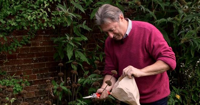 Alan Titchmarsh collecting seeds from phlomis plants