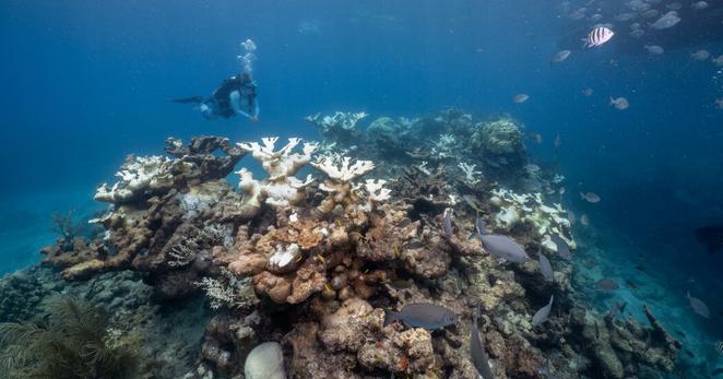 Bleached corals at Looe Key Reef off the Big Pine Key in Florida.