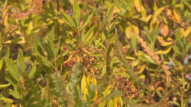 Des plants de bleuets desséchés.