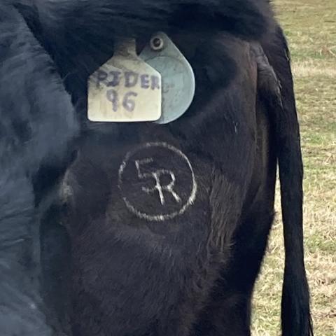5 Rider's Farm | Locust Dale VA