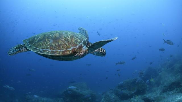 A type of Pacific green sea turtle swims through the water off of Wolf Island, Ecuador in the Galapagos on June 10, 2024. (AP Photo/Alie Skowronski, File)