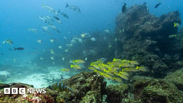 Underwater image of fish at the North Seymour Island dive site in the Galapagos archipelago