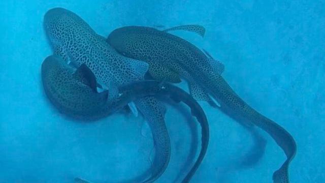 Three leopard sharks in rare mating sequence Three leopard sharks in rare mating sequence