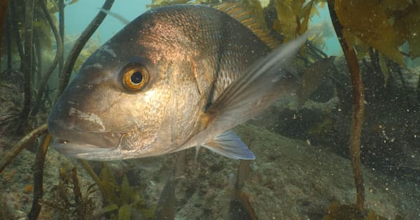 Attention now shifting to fight the impacts of climate change on the major waterway.