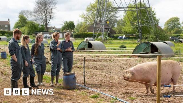 Five students dressed in overalls and wellington boots stand on a farm looking at a large pink pig.