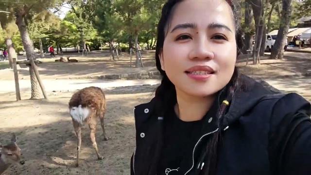 NARA DEER🦌 PARK JAPAN OUR TRIP 2025 NARA DEER🦌 PARK JAPAN OUR TRIP 2025