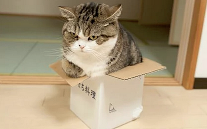 A gray and white short faced cat sitting in a very small box. 