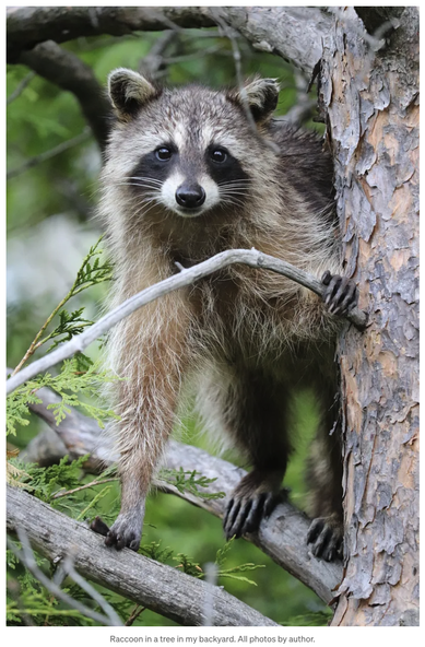 Photo of a raccoon in a tree, by Adam Fritz