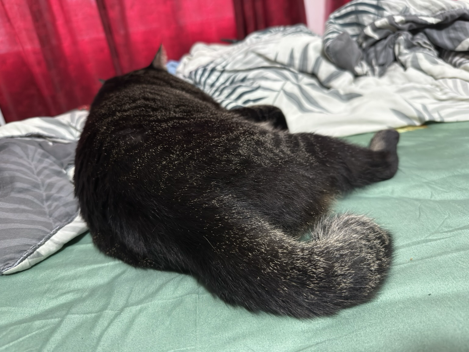 Grey blackish tabby cat sleeping on a bed