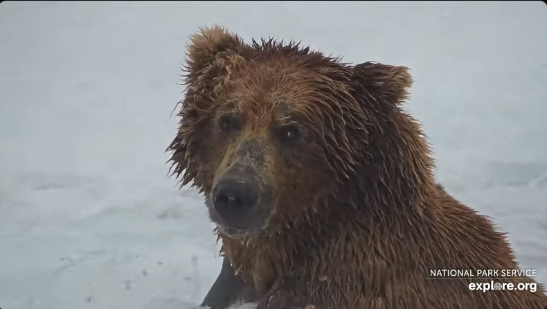 a large brown bear sits should deep in the river in search of fish.