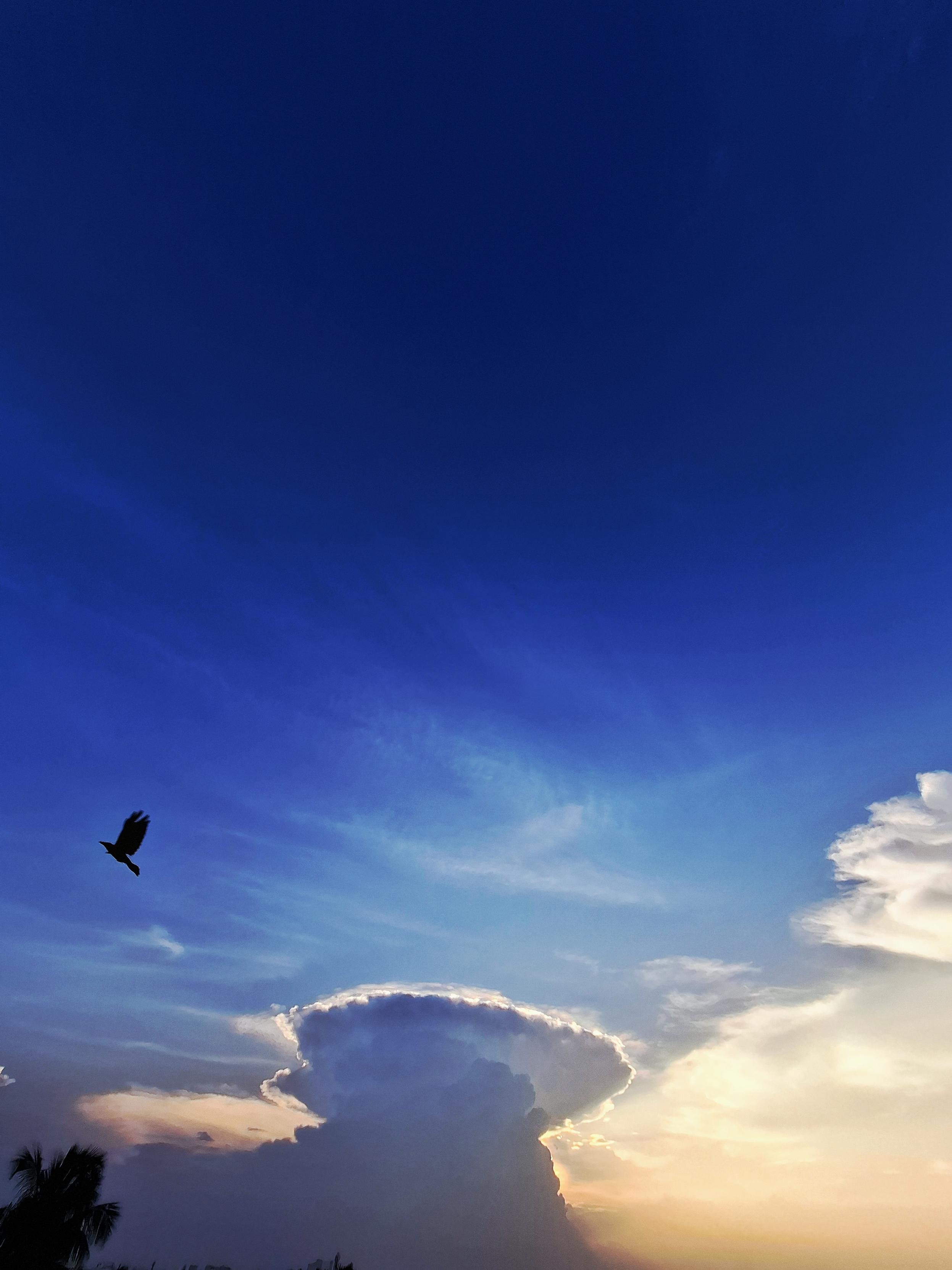 A towering storm cloud rises against a deep blue evening sky, its edges lit by the golden glow of the setting sun. A crow is seen crossing the open sky while palm trees stand silhouetted below. Truly a fleeting moment of light, cloud and freedom. Some Friday evening sunsets are so dramatic.